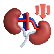 Kidney Model
